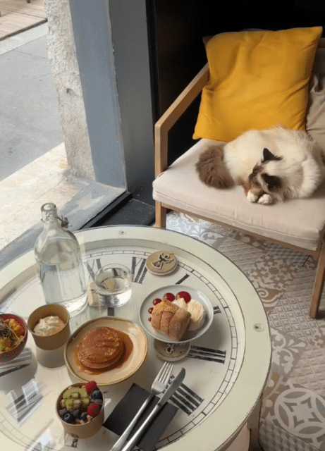 Le Gentle Cat: bar à chats et brunch